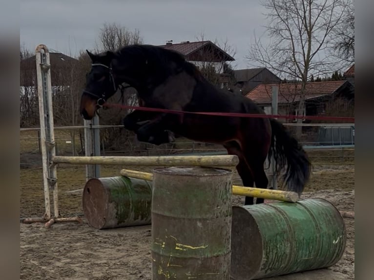 Inne kuce/małe konie Wałach 4 lat 150 cm Kara in Uttendorf