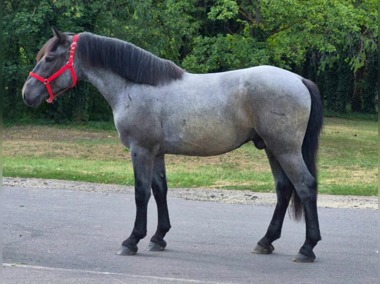 Inne kuce/małe konie Wałach 4 lat 152 cm Karodereszowata in Neu Gaarz