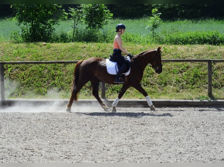 Inne kuce/małe konie Wałach 4 lat 152 cm Kasztanowata in Wellheim