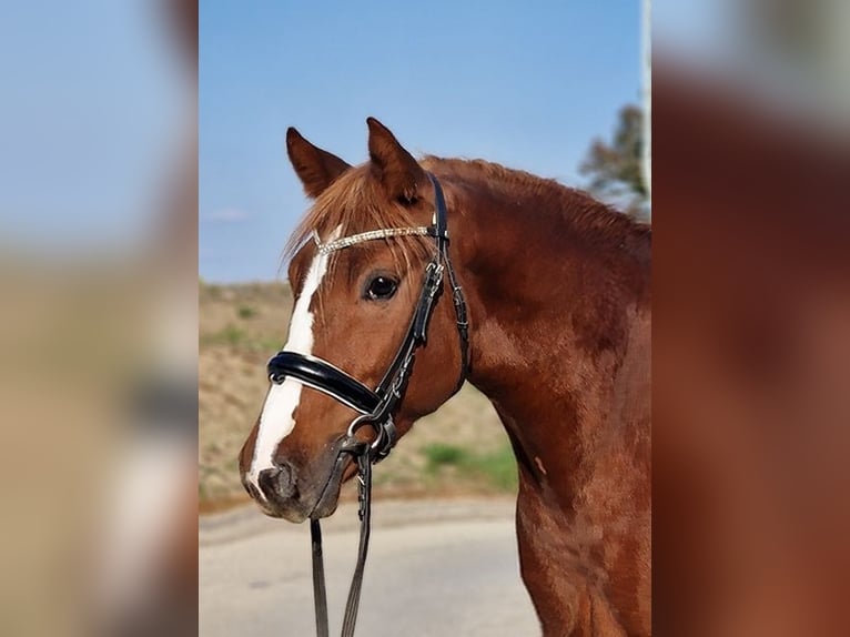 Inne kuce/małe konie Wałach 4 lat 155 cm Kasztanowata in B&#xE9;k&#xE9;scsaba