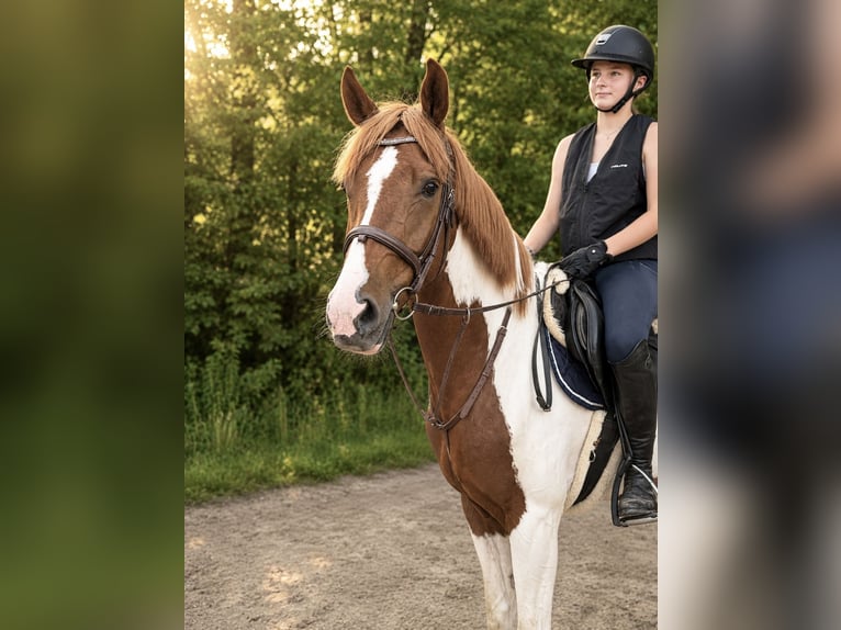 Inne kuce/małe konie Wałach 4 lat 155 cm Srokata in Pelmberg
