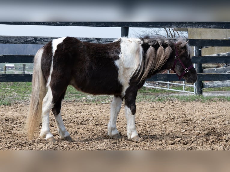 Inne kuce/małe konie Wałach 4 lat 91 cm Srokata in Fredericksburg