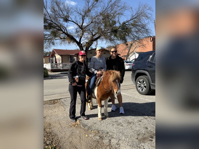 Inne kuce/małe konie Wałach 5 lat 102 cm Srokata in Cleburne