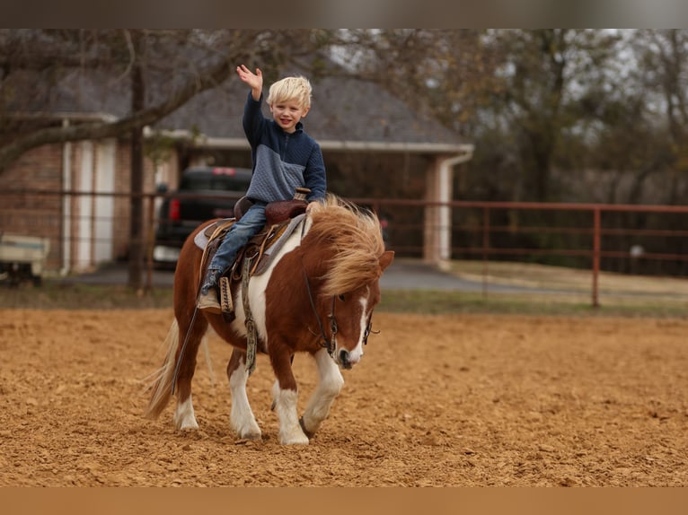 Inne kuce/małe konie Wałach 5 lat 102 cm Srokata in Cleburne