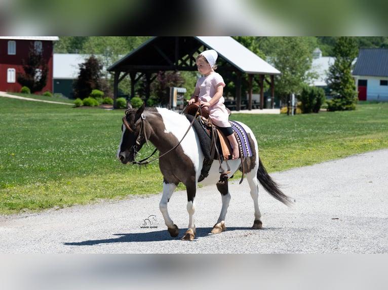 Inne kuce/małe konie Wałach 5 lat 102 cm Srokata in Fredericksburg