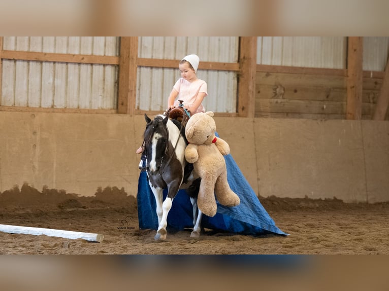 Inne kuce/małe konie Wałach 5 lat 102 cm Srokata in Fredericksburg