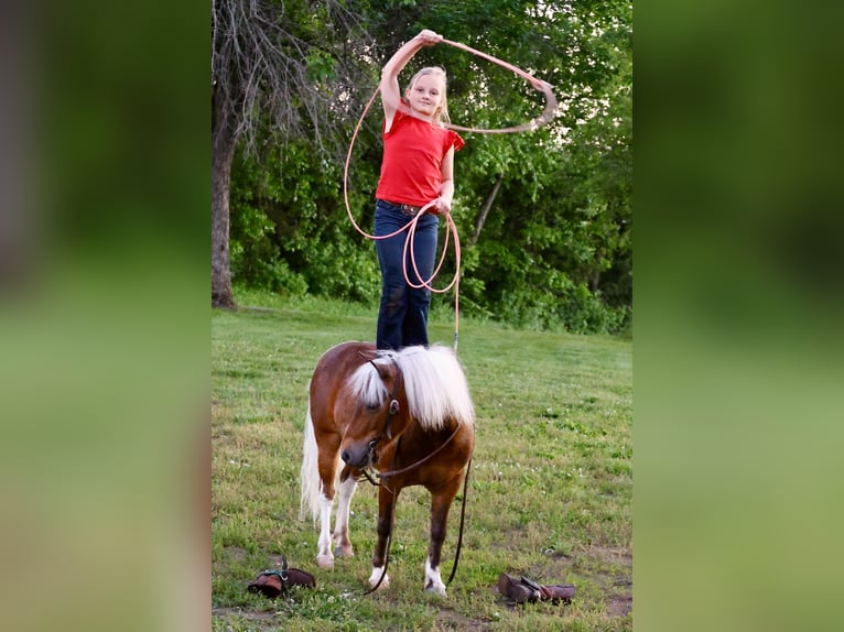 Inne kuce/małe konie Wałach 5 lat 104 cm Srokata in Sedalia