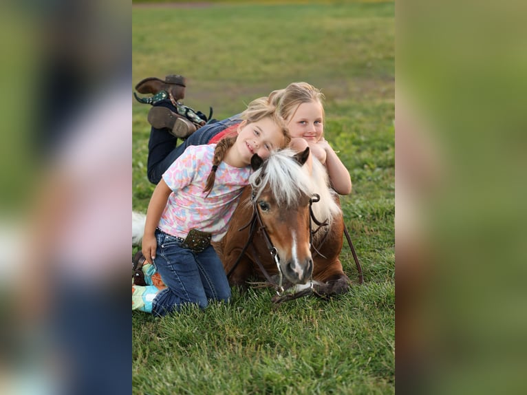 Inne kuce/małe konie Wałach 5 lat 104 cm Srokata in Sedalia