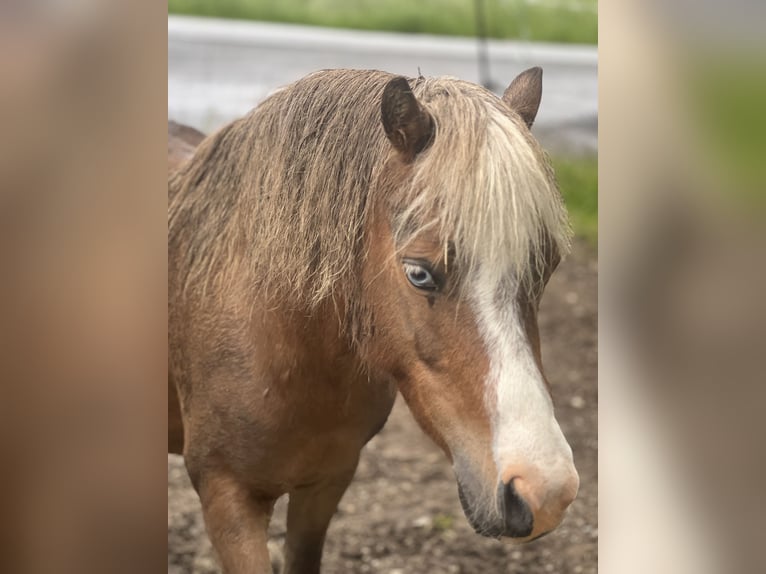 Inne kuce/małe konie Mix Wałach 5 lat 110 cm Ciemnokasztanowata in Kaltohmfeld