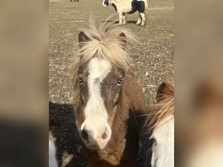 Inne kuce/małe konie Mix Wałach 5 lat 110 cm Ciemnokasztanowata in Kaltohmfeld