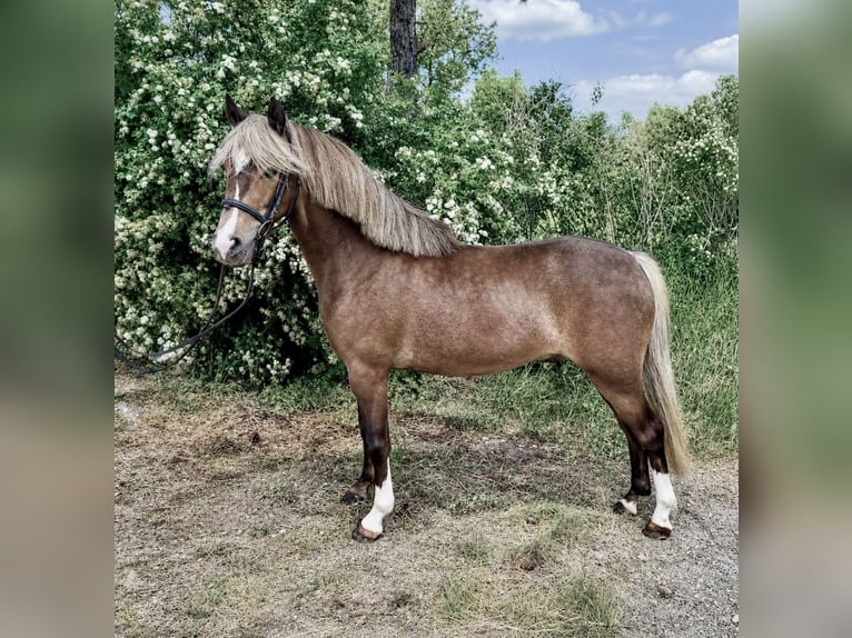 Inne kuce/małe konie Wałach 5 lat 115 cm Ciemnokasztanowata in Pelmberg