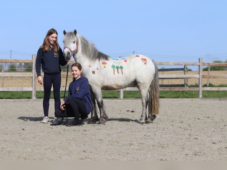 Inne kuce/małe konie Wałach 5 lat 115 cm Stalowosiwy in Pepingen