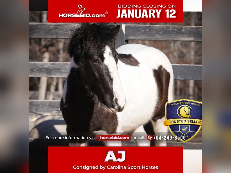 Inne kuce/małe konie Wałach 5 lat 119 cm Srokata in Clover