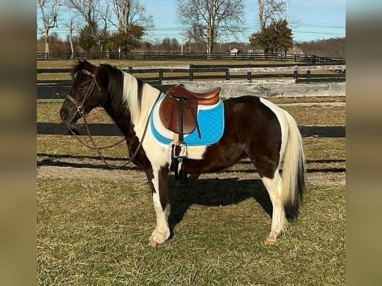 Inne kuce/małe konie Wałach 5 lat 122 cm Tobiano wszelkich maści in Lexington