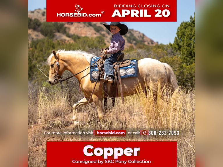 Inne kuce/małe konie Wałach 5 lat 124 cm Izabelowata in Canyon