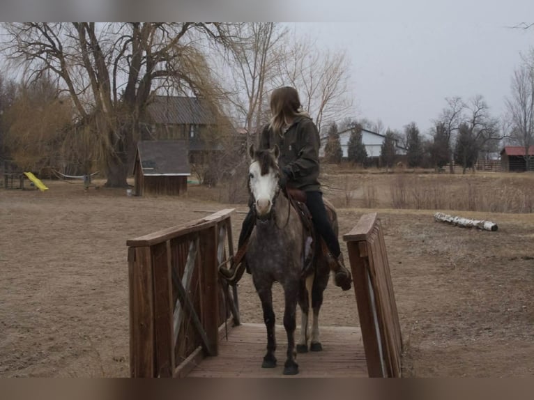 Inne kuce/małe konie Wałach 5 lat 127 cm Siwa in Fort Collins