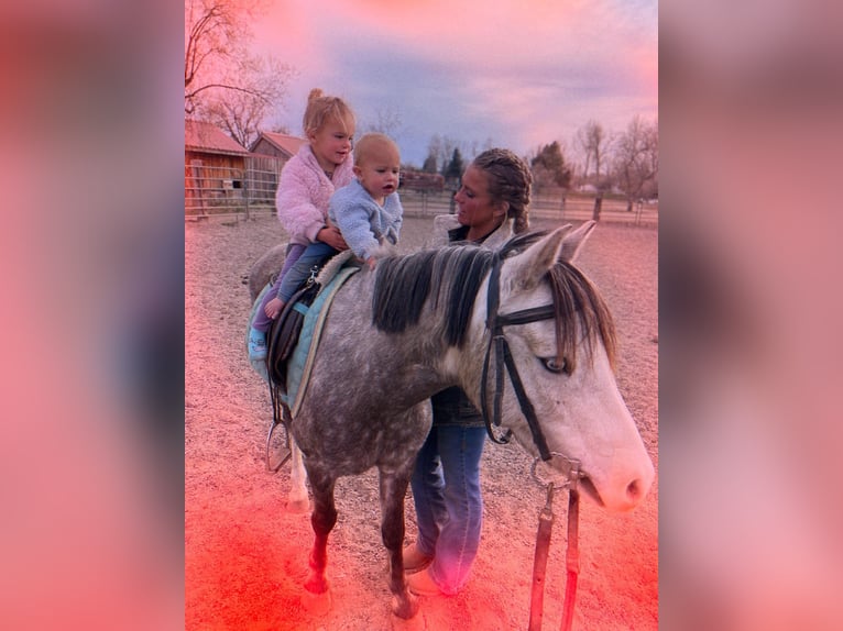 Inne kuce/małe konie Wałach 5 lat 127 cm Siwa in Fort Collins
