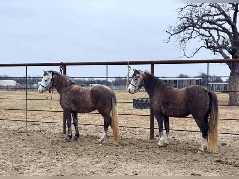 Inne kuce/małe konie Wałach 5 lat 127 cm Siwa in Fort Collins