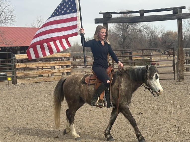 Inne kuce/małe konie Wałach 5 lat 127 cm Siwa in Fort Collins