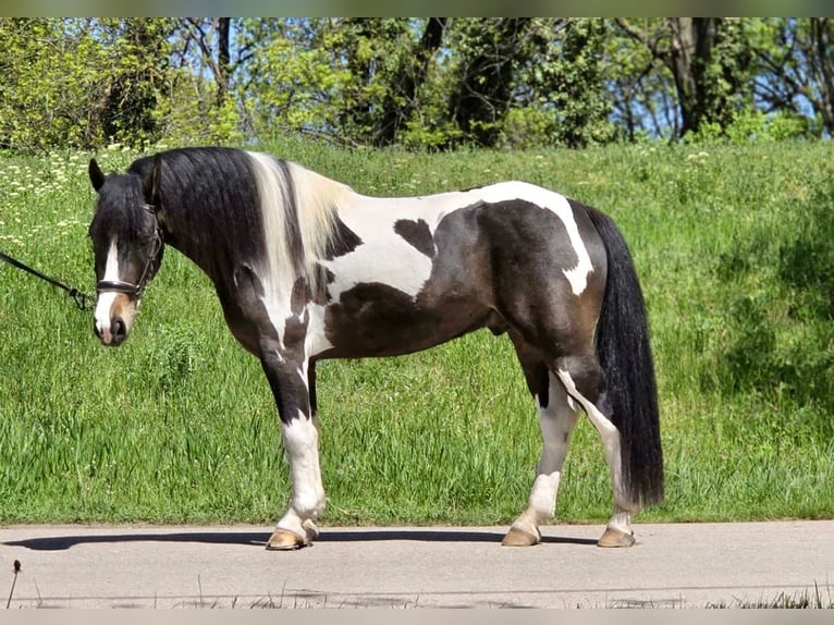 Inne kuce/małe konie Wałach 5 lat 138 cm Srokata in Rechnitz