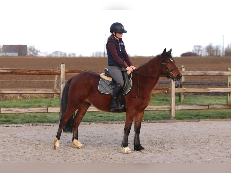 Inne kuce/małe konie Wałach 5 lat 140 cm Gniada in Pepingen