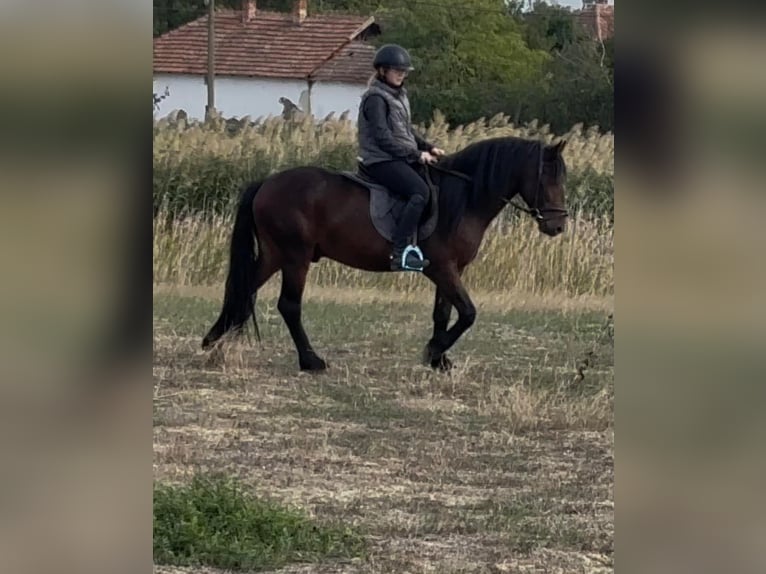 Inne kuce/małe konie Wałach 5 lat 142 cm Gniada in B&#xE9;k&#xE9;s