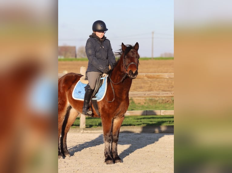 Inne kuce/małe konie Wałach 5 lat 142 cm Gniada in Pepingen