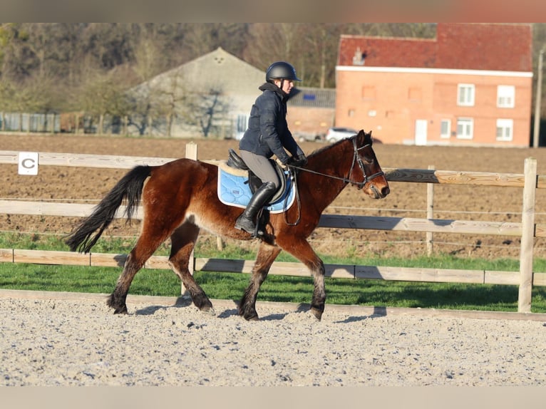 Inne kuce/małe konie Wałach 5 lat 142 cm Gniada in Pepingen