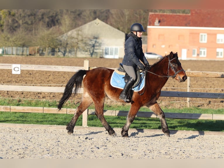 Inne kuce/małe konie Wałach 5 lat 142 cm Gniada in Pepingen