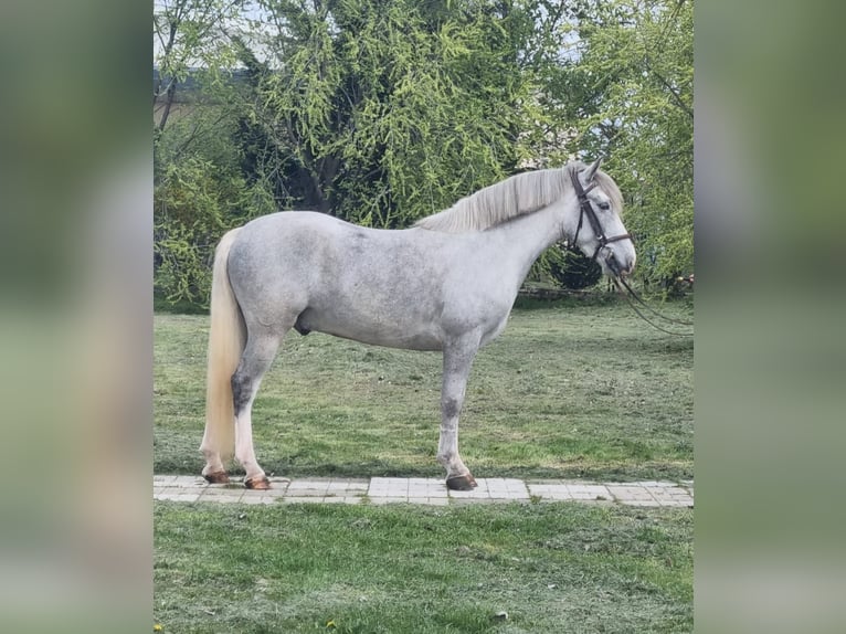 Inne kuce/małe konie Wałach 5 lat 143 cm Siwa in Békéscsaba