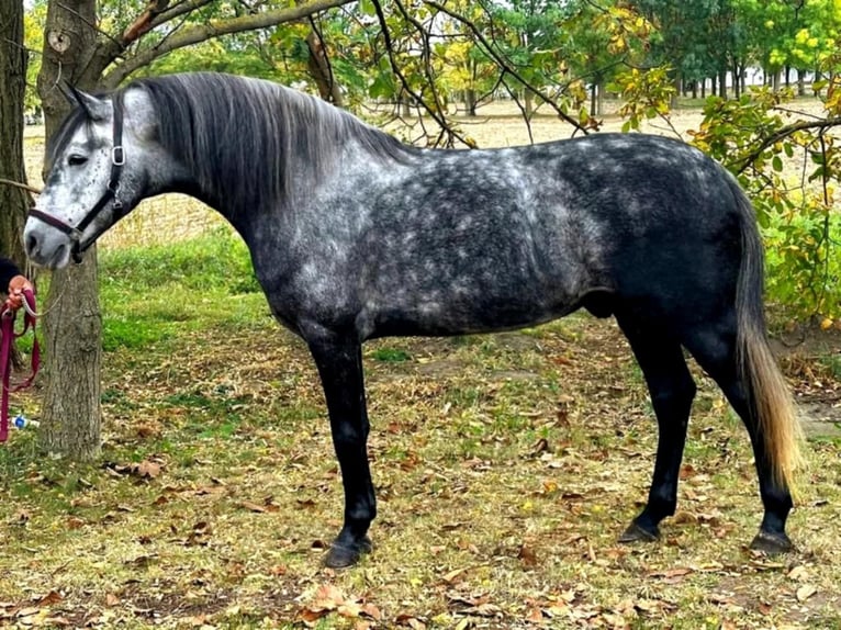 Inne kuce/małe konie Wałach 5 lat 145 cm Siwa jabłkowita in B&#xE9;k&#xE9;scsaba