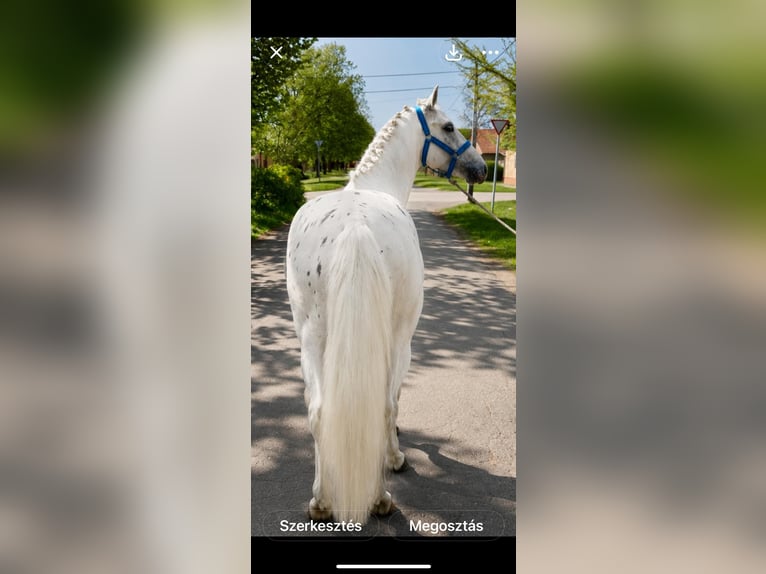 Inne kuce/małe konie Wałach 5 lat 145 cm Tarantowata in Békéscsaba