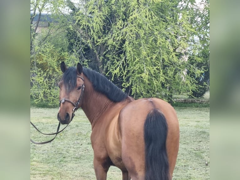Inne kuce/małe konie Wałach 5 lat 147 cm Gniada in Békéscsaba