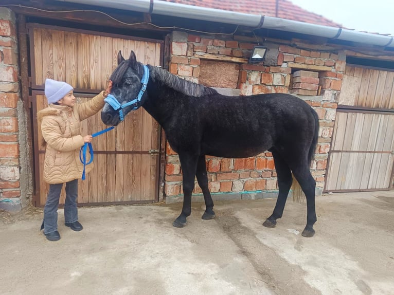 Inne kuce/małe konie Wałach 5 lat 147 cm Karosiwa in Debrecen
