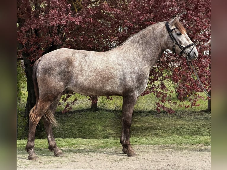Inne kuce/małe konie Wałach 5 lat 147 cm  in Békéscsaba