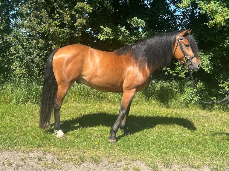 Inne kuce/małe konie Wałach 5 lat 148 cm  in Bad Laer