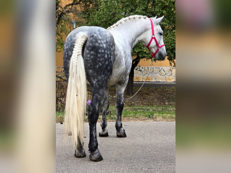 Inne kuce/małe konie Wałach 5 lat 149 cm Siwa in B&#xE9;k&#xE9;scsaba