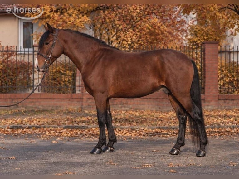 Inne kuce/małe konie Wałach 5 lat 150 cm Gniada in Békéscsaba