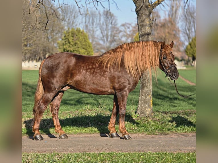 Inne kuce/małe konie Wałach 5 lat 150 cm Gniada in Békéscsaba