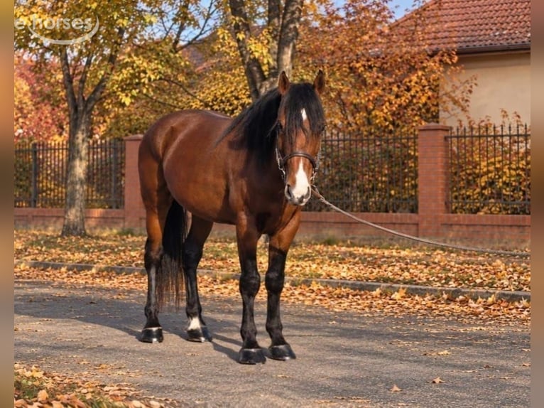 Inne kuce/małe konie Wałach 5 lat 150 cm Gniada in Békéscsaba