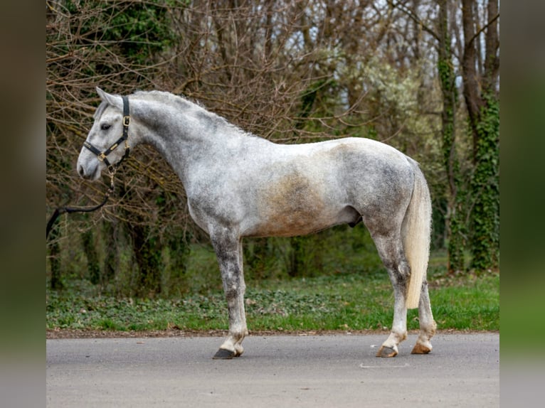 Inne kuce/małe konie Wałach 5 lat 150 cm Siwa jabłkowita in Békéscsaba