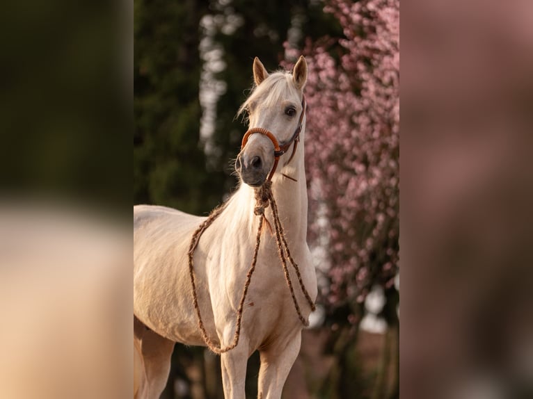 Inne kuce/małe konie Mix Wałach 5 lat 153 cm Izabelowata in Maasland