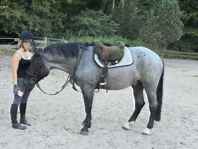 Inne kuce/małe konie Wałach 5 lat 153 cm Karosiwa in Braunschweig Inne kuce/małe konie Wałach 5 lat 153 cm Karosiwa in Braunschweig
