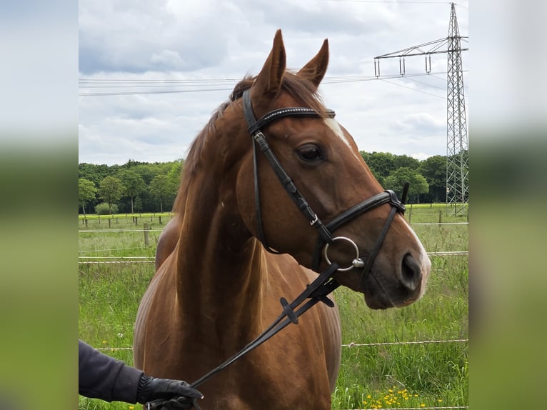 Inne kuce/małe konie Wałach 5 lat 154 cm Ciemnokasztanowata in Wachtendonk