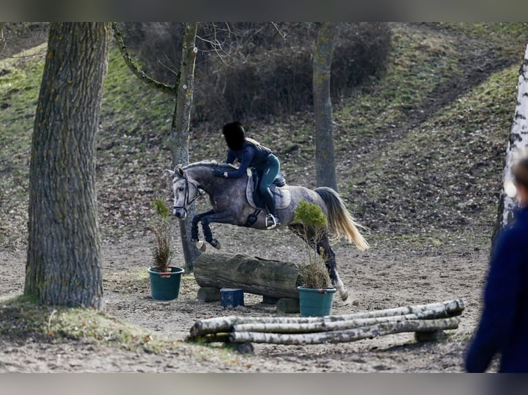 Inne kuce/małe konie Wałach 5 lat 154 cm  in Rickling