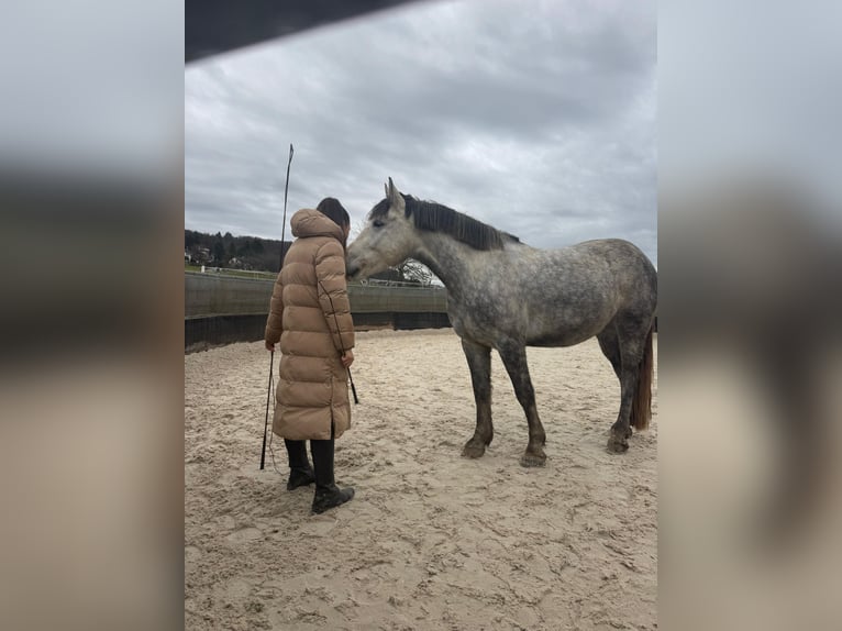 Inne kuce/małe konie Mix Wałach 5 lat 154 cm Siwa jabłkowita in Schopfheim