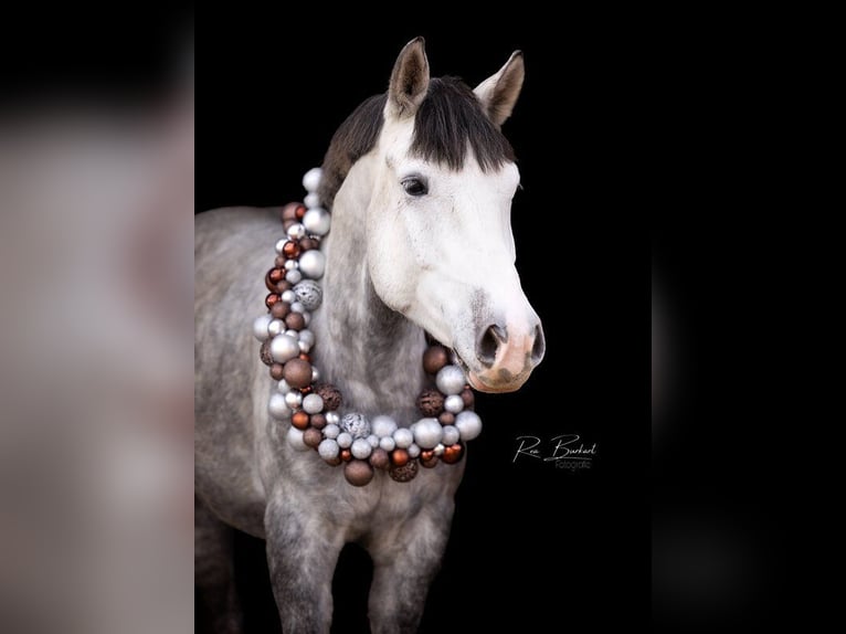 Inne kuce/małe konie Mix Wałach 5 lat 154 cm Siwa jabłkowita in Schopfheim