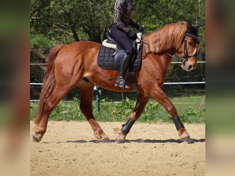 Inne kuce/małe konie Mix Wałach 5 lat 155 cm Kasztanowata in Neuenkirchen