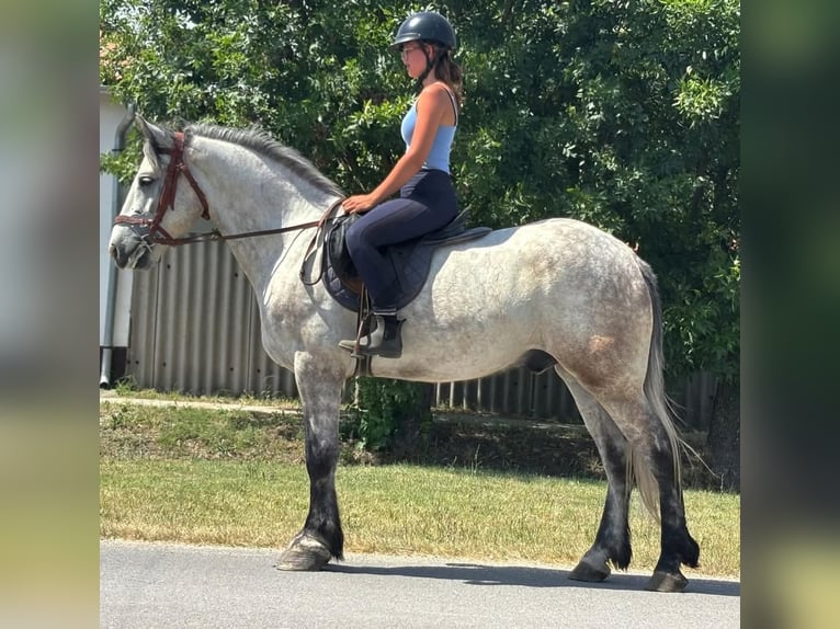 Inne kuce/małe konie Wałach 5 lat 165 cm Siwa in B&#xE9;k&#xE9;s