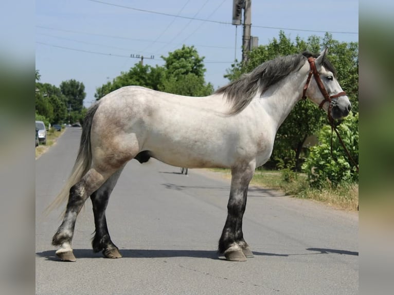Inne kuce/małe konie Wałach 5 lat 165 cm Siwa in B&#xE9;k&#xE9;s